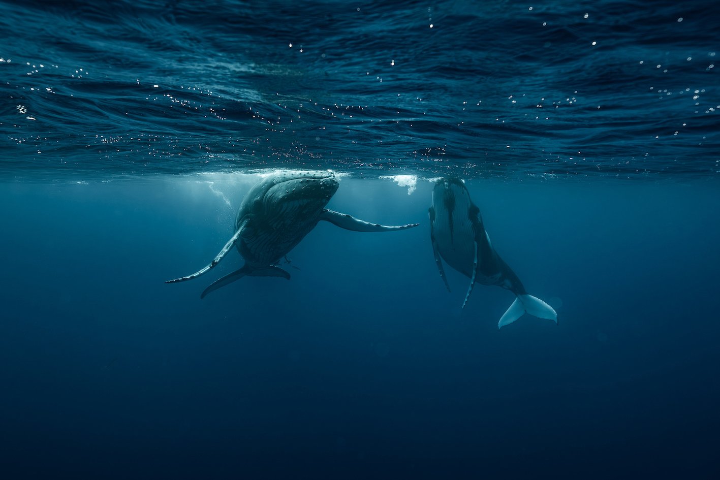 NIUE_TAKEOVER_2_39