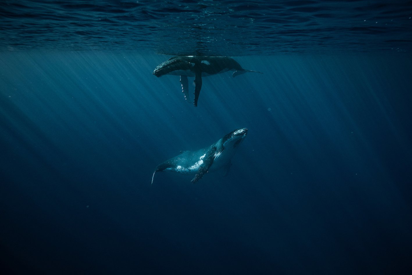NIUE_TAKEOVER_2_23