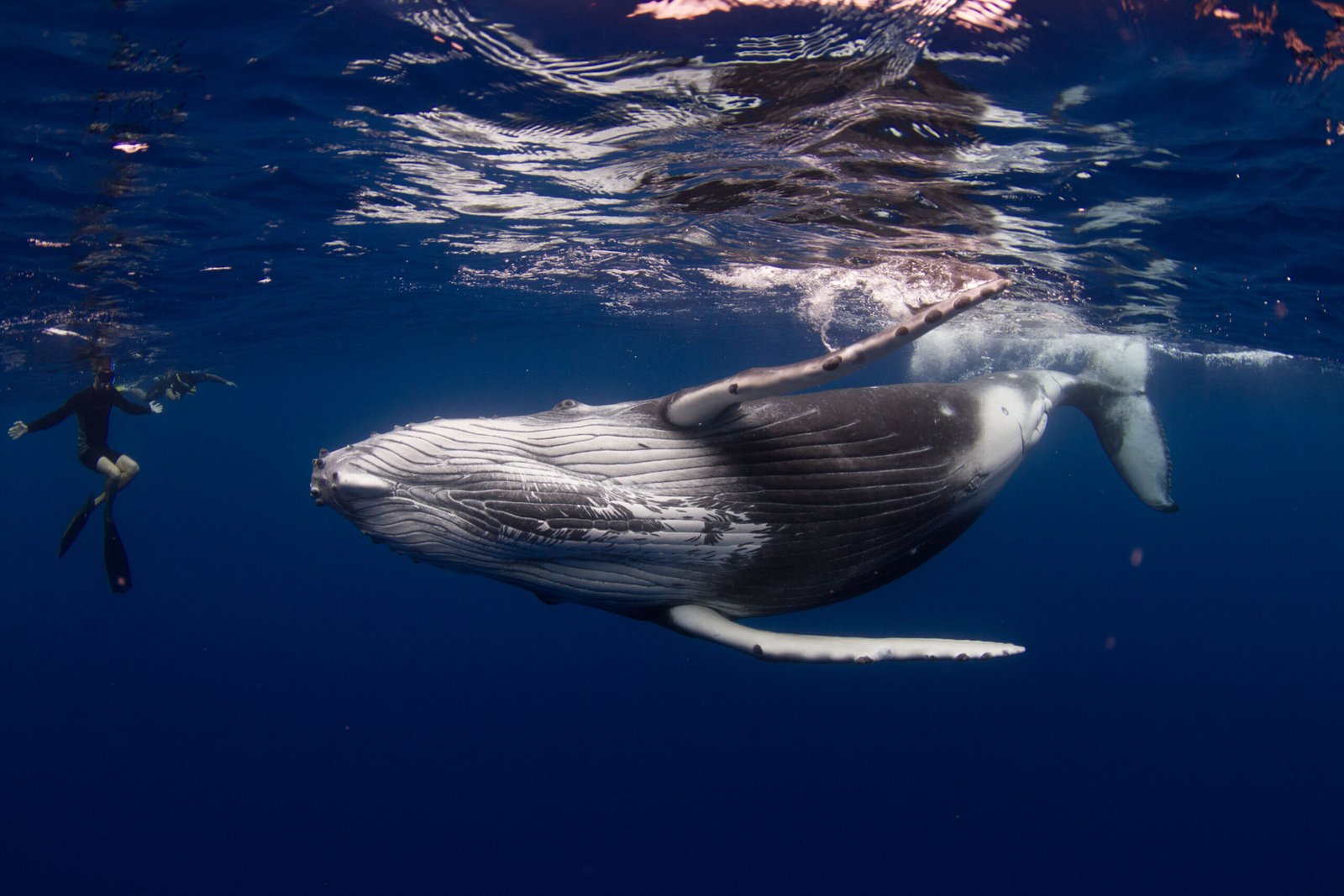 tonga-humpback-snorkler-shutterstock_706253809-scaled