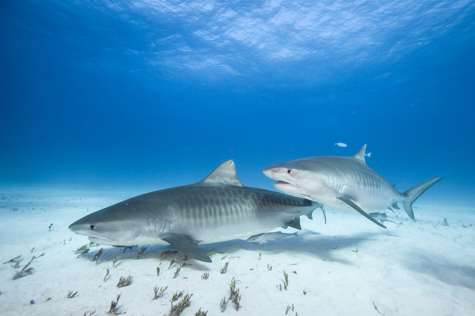 Bahamas-9