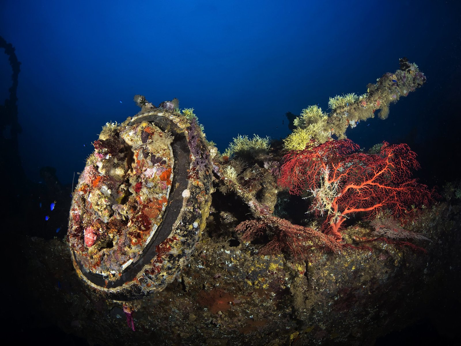 Truk-Nippo-Maru-wheel-corals-shutterstock_483869746-scaled