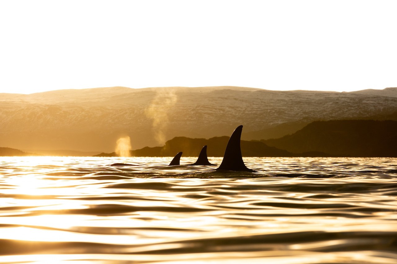 TIMON_ORCA_10