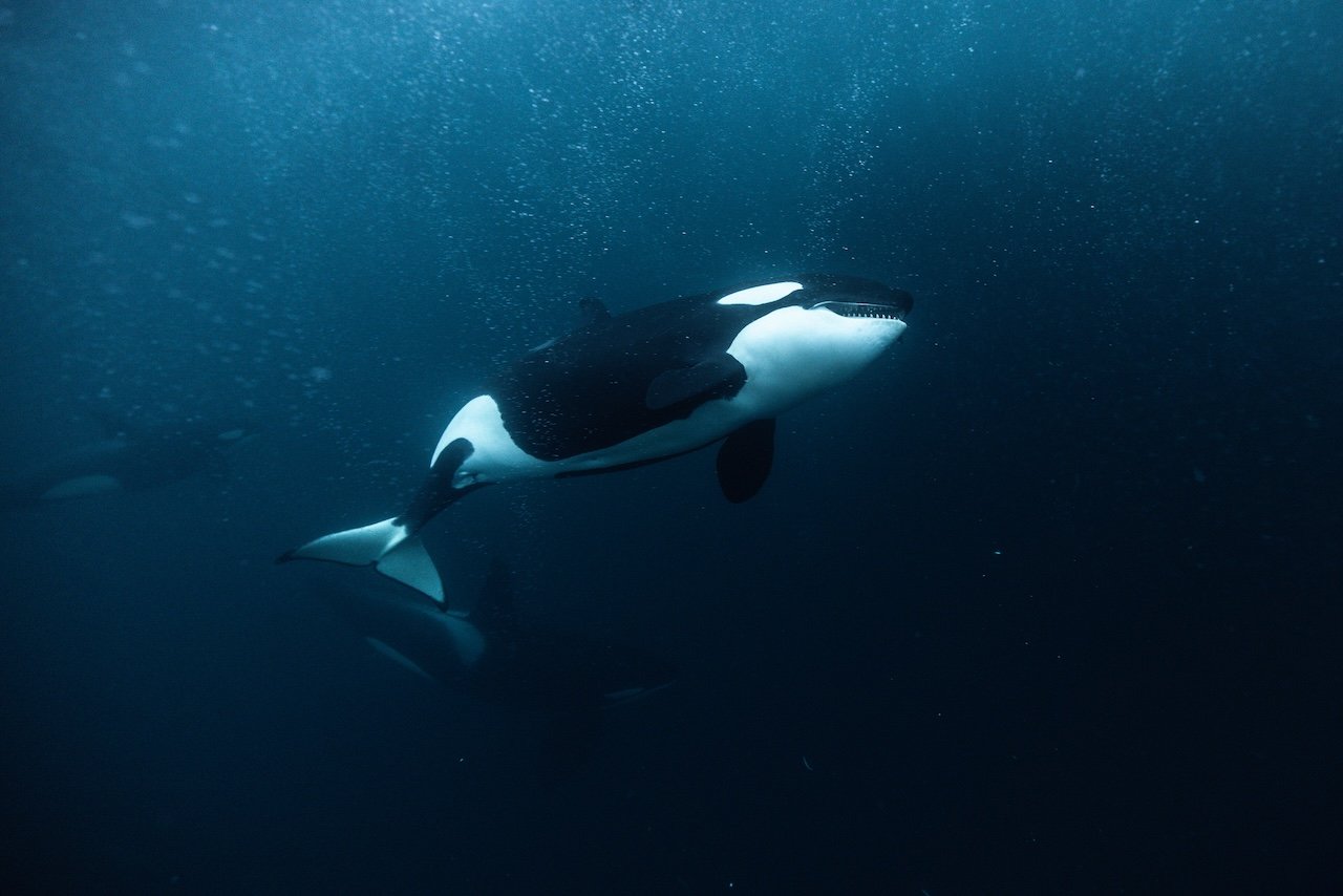 TIMON_ORCA_19