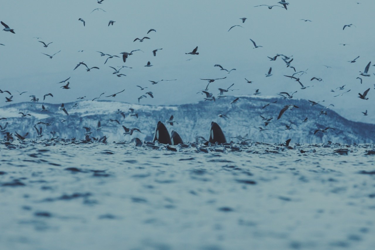 TIMON_ORCA_21